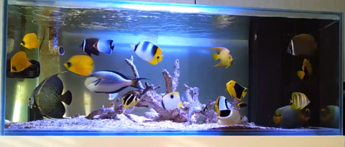 Fish-Only-Aquarium.png