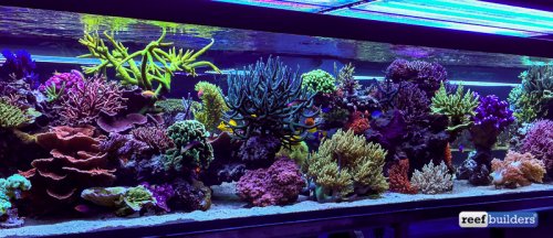 seabox-reef-aquarium-3.jpg