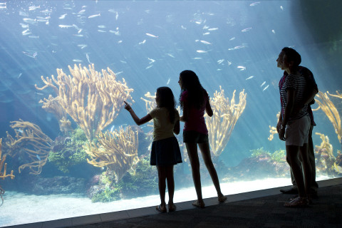 head-aquarium-family-kids-fish-tank.jpg