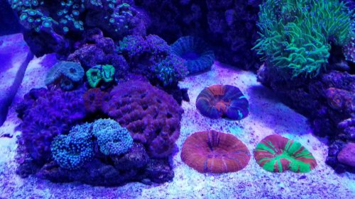 Sculys and Acan.jpg