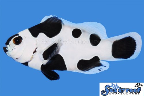 black storm clownfish.jpg black storm clownfish.jpg