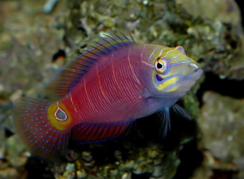 Mystery-Wrasse[1].jpg