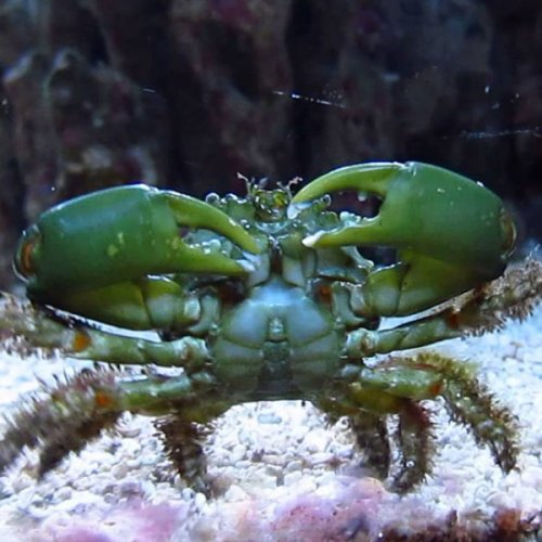 emerald-crab-600x600[1].jpg