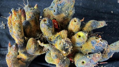 640-coral-reef-1wb_0.jpg