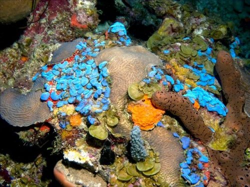 brazil reef.jpg