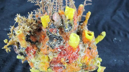 reef brazil.jpg