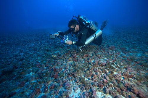 rhodolith_eastern-brazil.jpg