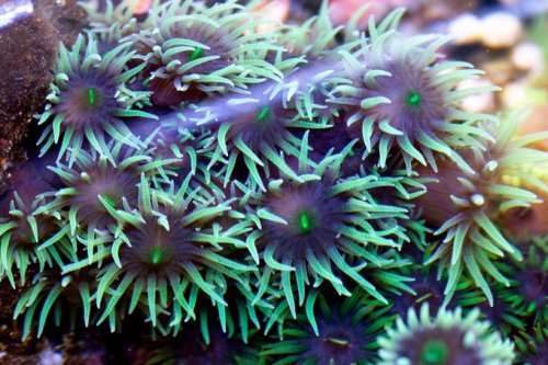 Black-sun-coral-closeup-1.jpg Black-sun-coral-closeup-1.jpg