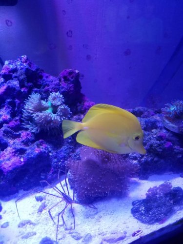 yellow tang.jpg