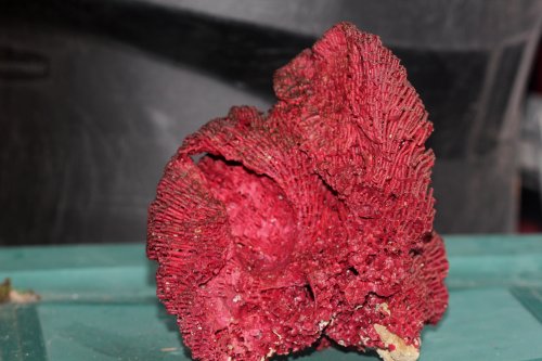 tubipora.JPG tubipora.JPG