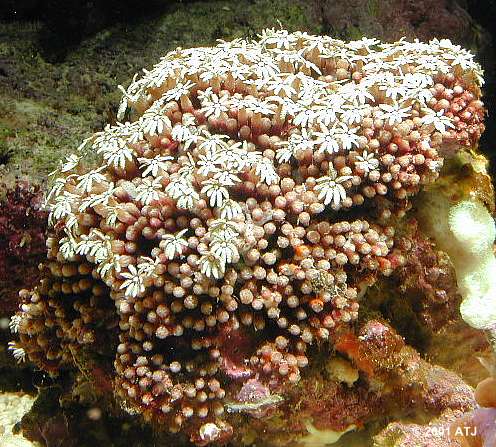 Tubipora_musica.jpg Tubipora_musica.jpg