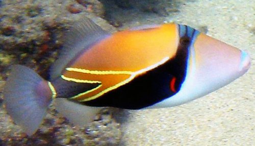 Reef_Triggerfish_oyd.jpg Reef_Triggerfish_oyd.jpg