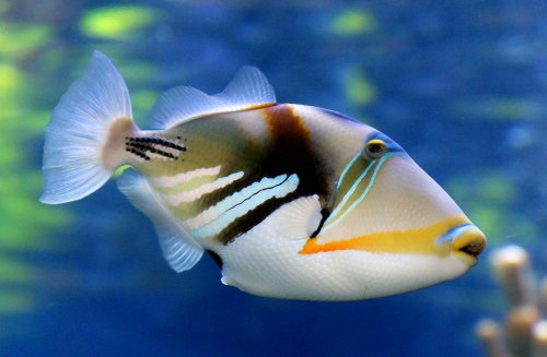 Reef_trigger_fish._(11111536093).jpg Reef_trigger_fish._(11111536093).jpg
