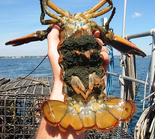 Lobster-Eggs.jpg Lobster-Eggs.jpg
