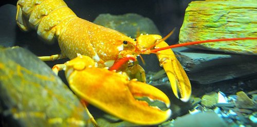 yellow-lobster.jpg yellow-lobster.jpg