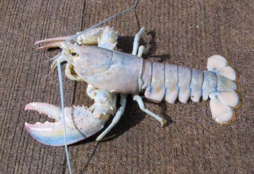 white-lobster.jpg white-lobster.jpg