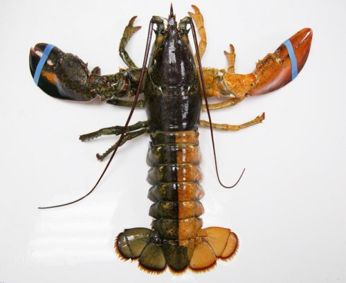 two color lobster.jpg two color lobster.jpg