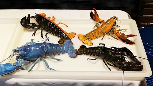 lobster-3.jpg lobster-3.jpg