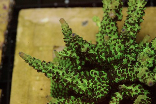 PA Purple Polyps Acro.jpg