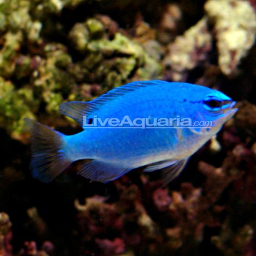 lg-70106-blue-damselfish.jpg
