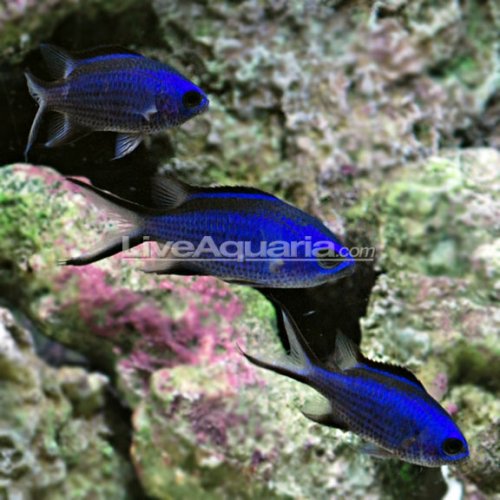 lg-70119-chromis.jpg