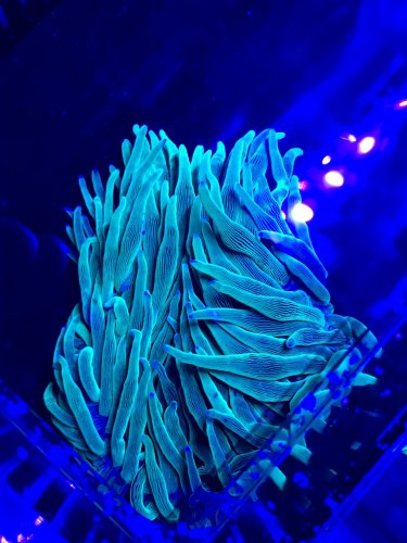 blue2.JPG