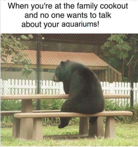 aq.png