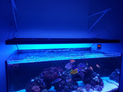 Aquatic life hybrid T5 fixture | NJ Reef Club