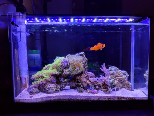 fluval spec FTS.jpg