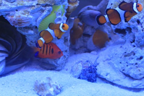 Clown Fish.JPG