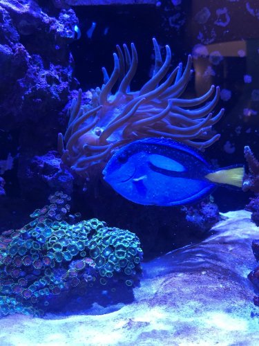 Blue_Tang.jpg