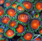 zoa.png