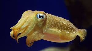cuttlefish.jpeg