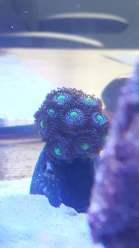 misc Zoa new Feb 2019.jpg