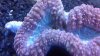 Pink Lobo Crab Damage.jpg Pink Lobo Crab Damage.jpg