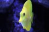 yellow tang head-on.jpg