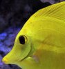 Yellow Tang.jpg