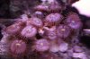 Unknown Zoas 3 10-13.jpg