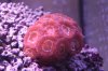 Orange Acan 10-13.jpg