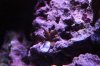 Montipora Digi 10-13.jpg