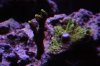 Montipora Digita 10-13.jpg