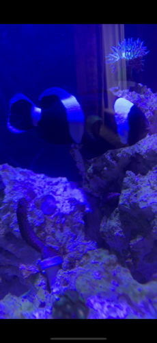 fish 2.PNG