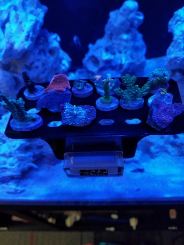 Corals on rack.jpg