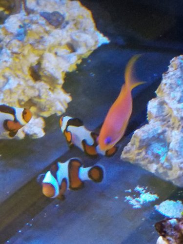 Clowns 6-30-19.jpg