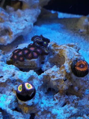 Zoas 6-30-19.jpg