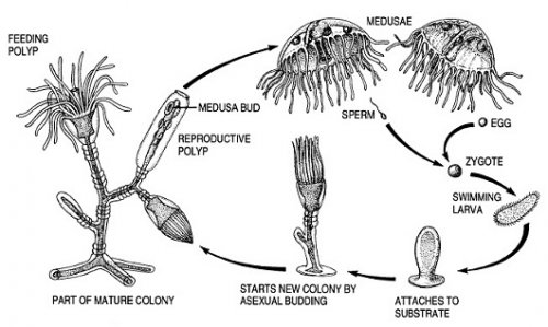 lifecycle_hydroid.jpg