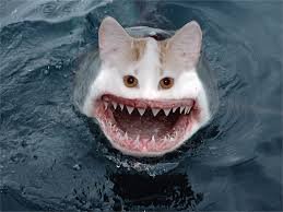 download cat shark 1.jpg
