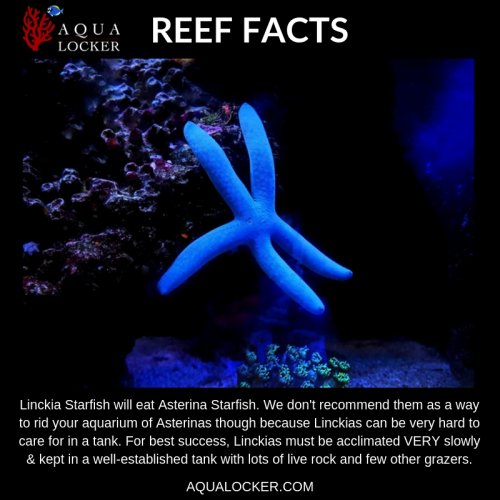 Reef Fact (1).jpg