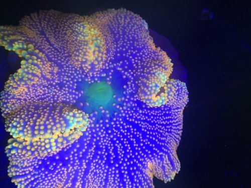 9F2C142D-47CC-4982-A773-FFF83C007F83.jpeg