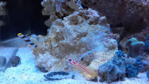 2020.04.23 gobies.jpg